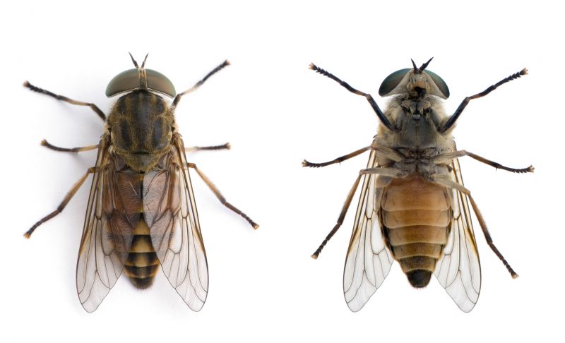 Fly Infestation Extermination in Rockwall, TX