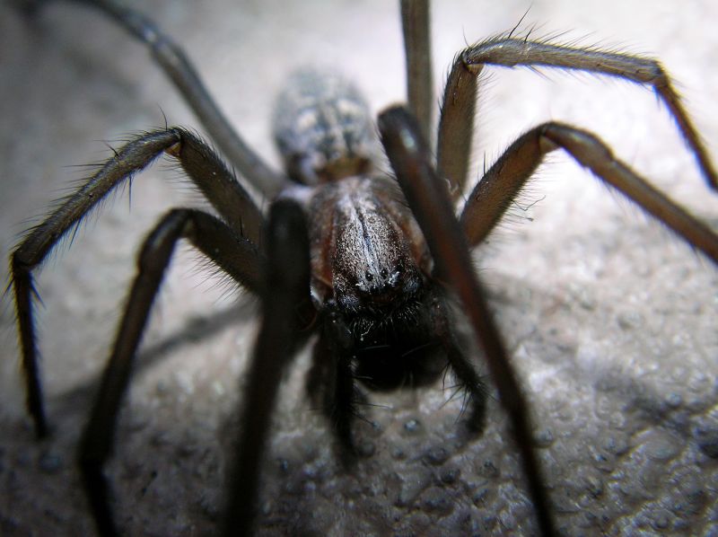Trapdoor Spider Removal in Denton, TX